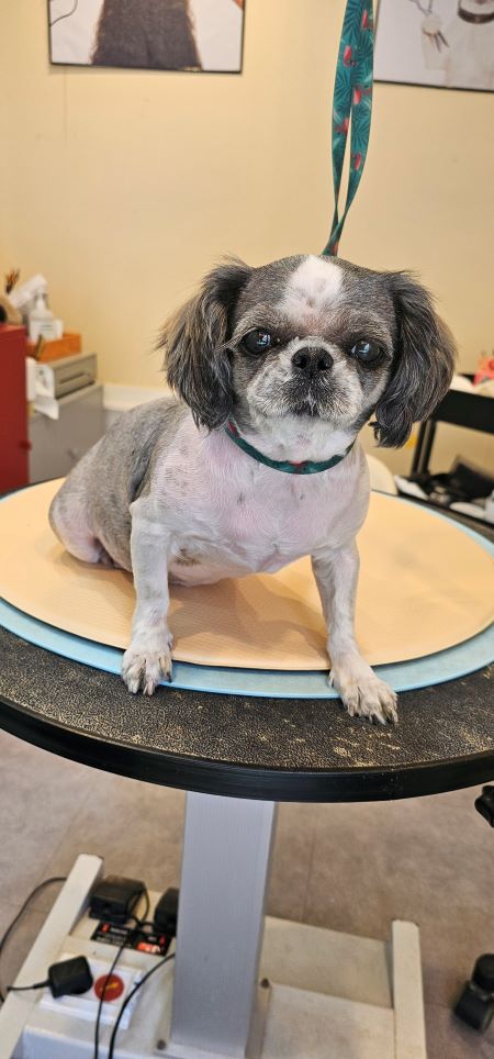 서대문구지역사회보장협의체 사례관리분과 공모사업 '지원하는 우리' - 건강애견미용 진행